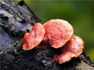 【源宇生物科技】為什么破壁靈芝孢子粉小孩不能吃？